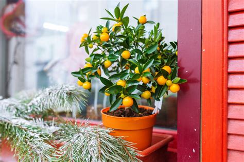 金錢樹擋煞|【掌握家居風水】用什麼植物可以擋煞？瞭解居家化煞。